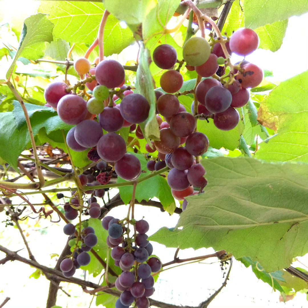 Grapes are riped. 