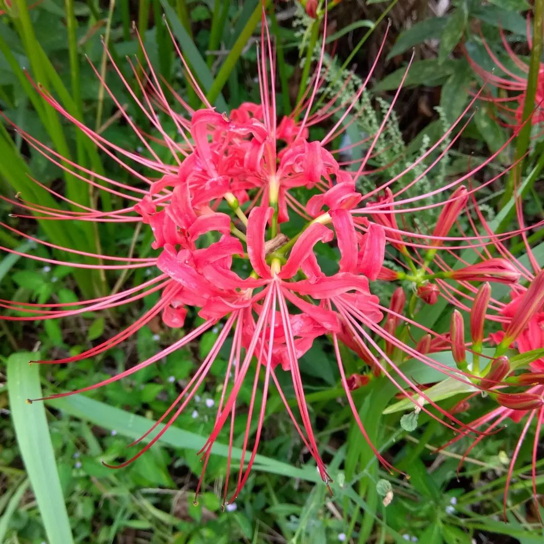 Red spyder lily