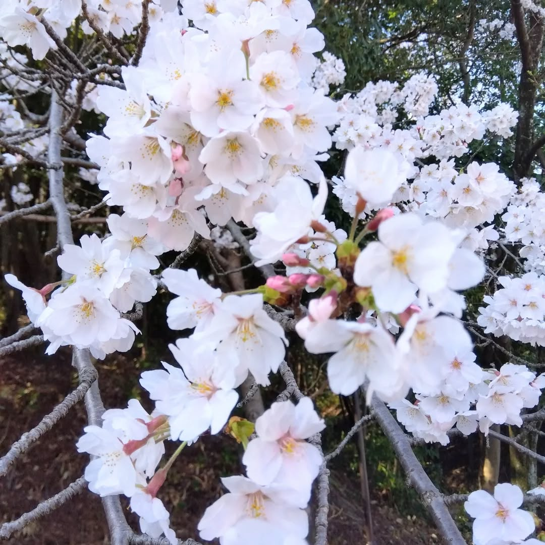 桜、お城、着物