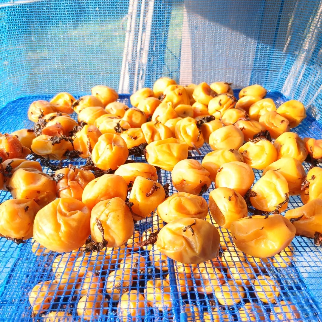 初めて梅干しを作ってみました。