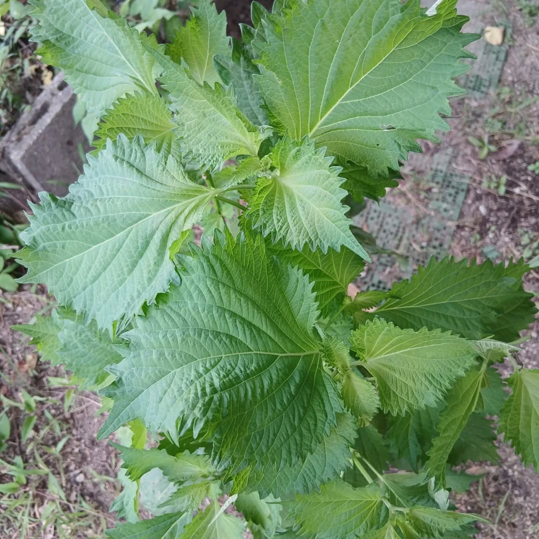 初めて梅干しを作ってみました。