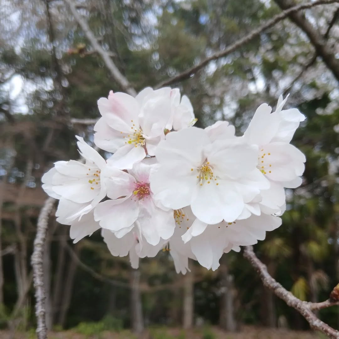 今年も岩崎城へお花見🌸
